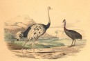 L'AUTRUCHE ET LE CASOAR : Bird, ostrich, engraving, plate, print