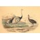 L'AUTRUCHE ET LE CASOAR : Bird, ostrich, engraving, plate, print