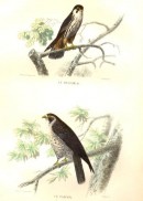 LE HOBEREAU, LE FAUCON : Oiseaux, Buffon, Traviès, gravure, esta