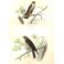 LE HOBEREAU, LE FAUCON, : Bird, falcon, hawk, Buffon, Traviès, e