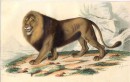 LE LION, mammal, gravure, engraving, plate, print, Buffon, Travi