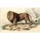 LE LION, mammal, gravure, engraving, plate, print, Buffon, Travi