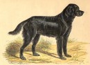 DOG : LE GORDON SETTER DE L'ANCIEN TYPE, animal, mammal, engravi