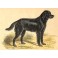 DOG : LE GORDON SETTER DE L'ANCIEN TYPE, animal, mammal, engravi