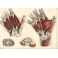 MUSCLES OF THE PALM OF YOUR HAND: Medicine, Anatomy, engravings,