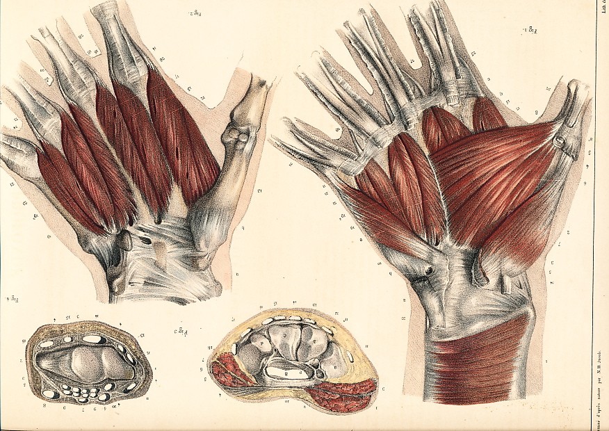 MUSCLES OF THE PALM OF YOUR HAND: Medicine, Anatomy, engravings,