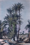 LYBIE : OASIS DE KOUFRA - groupe de palmiers